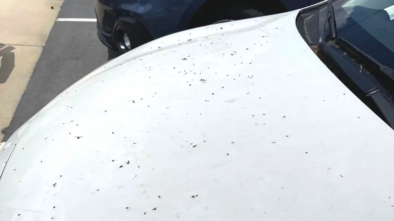Thomasville Car Wash clean car bugs